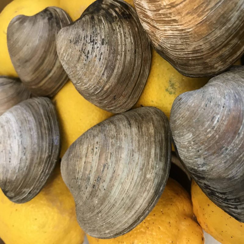 CLAMS