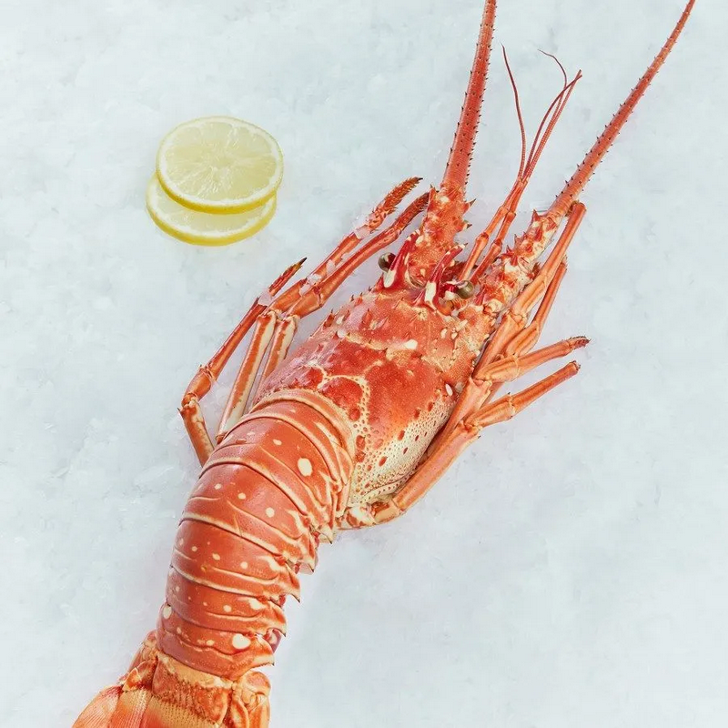 LANGOUSTE ROSE