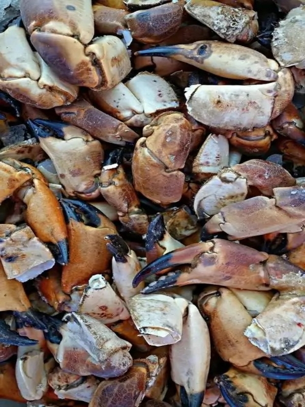 PINCES DE CRABES