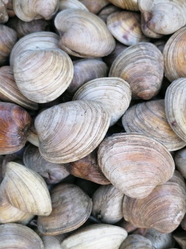 CLAMS