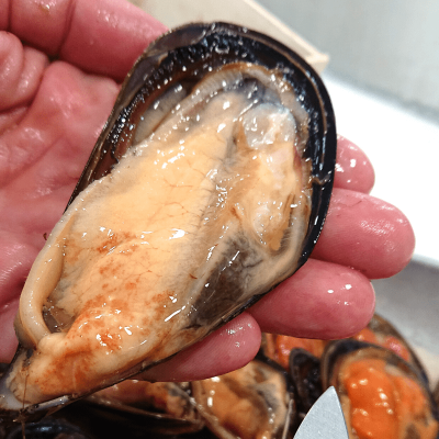 MOULES D’ESPAGNE